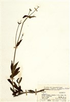 藏品(耳草屬)的圖片